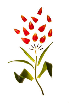 Exploded View of a Tulip
