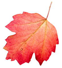 Autumn red leaf isolated on white background