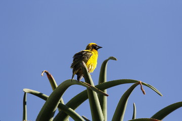 Weaver all fluffed up