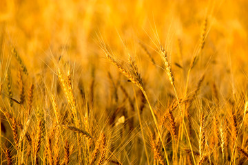 yellow ears of wheat at sunset in nature