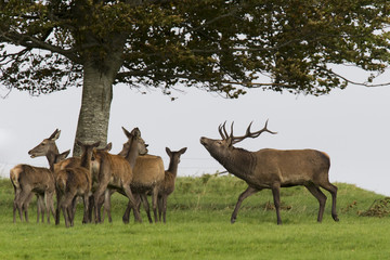Red Stag and Hinds