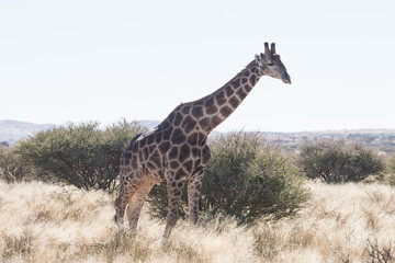Close up image of a giraffe walking in the kalahari in the Northern Cape province of South Africa 