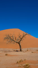 Fototapeta na wymiar Dürreperiode in der Namib Wüste