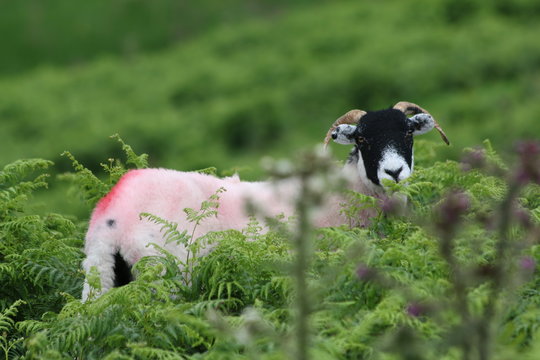 Blackface sheep, Lake District, Cumbria, England