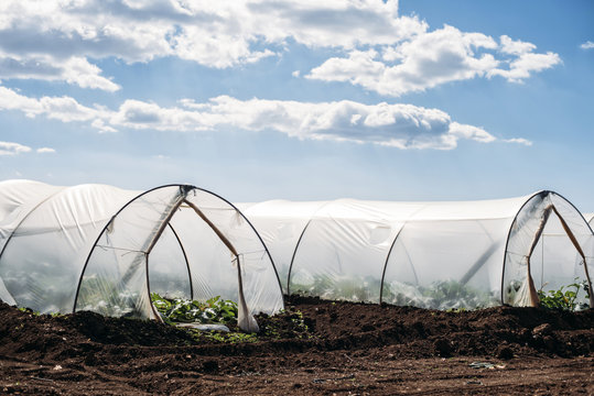 Agriculture: Greenhouses with zucchini