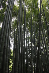 Bamboo trees