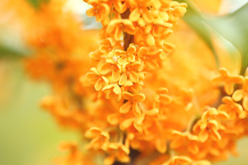 キンモクセイの花