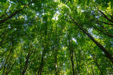 Fototapeta premium Texture of green leaves of trees in forest. Natural background