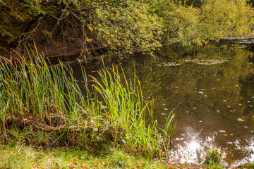 Herbst am Teich