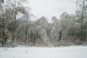 Snowy frozen trees after winter storm