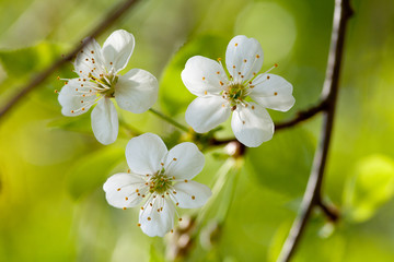 White cherry blossom