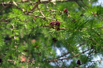 Branch with cone of European larch (Larix decidua)