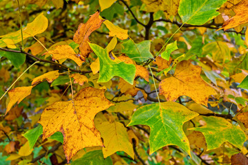 Close up of autumn leaves with yellows, golds and greens