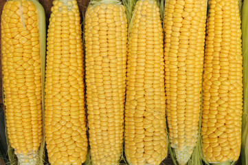 Young corn dairy ripeness, food varieties grown on an ecological farm away from the city, roads, factory emissions