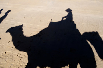 Camel Silhouette