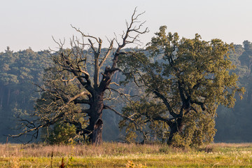 Dęby rogalińskie © Janusz