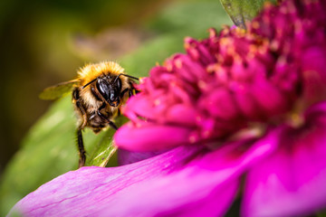 Close up of bee on purple flower head