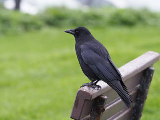 Carrion crow, Corvus corone,