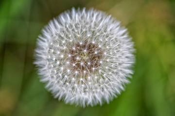 Obraz premium Dandelion head close up