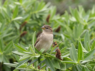 House sparrow, Passer domesticus