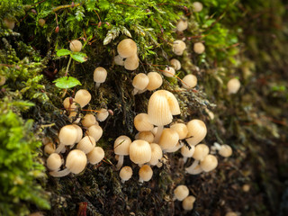 Small mushrooms growing on wood in the forest