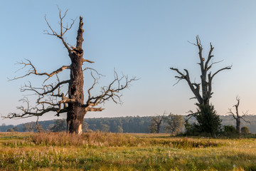 Dęby rogalińskie © Janusz