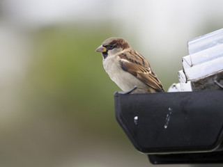 House sparrow, Passer domesticus