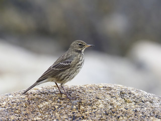 European rock pipit, Anthus petrosus