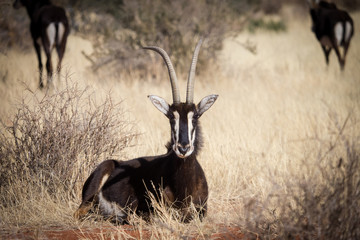 A lone trophy Sable bull walking in the grassland in the kalahari region in the northern cape province of south africa