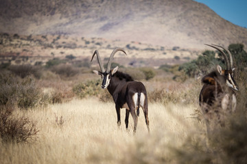 A lone trophy Sable bull walking in the grassland in the kalahari region in the northern cape province of south africa
