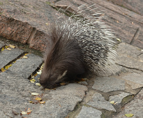 Indian crested porcupine (Hystrix indica), or Indian porcupine walking on rocks