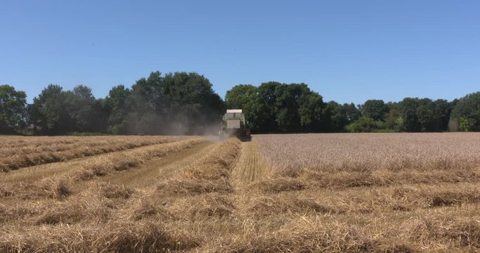 Combine harvester in cornfield - off camera - in typical Dutch coulissen landscape, a small scale scenic landscape bordered by rows of trees.
