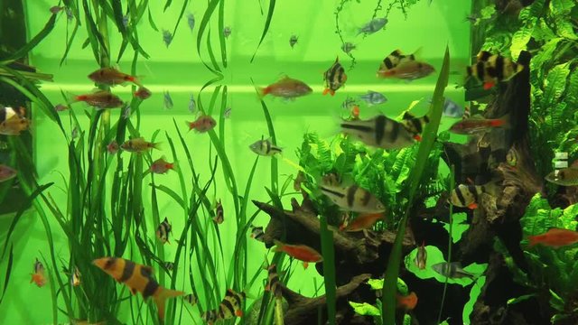4K video footage of colorful tropical fish in aquarium