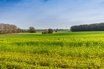 Rapsfeld im Herbst