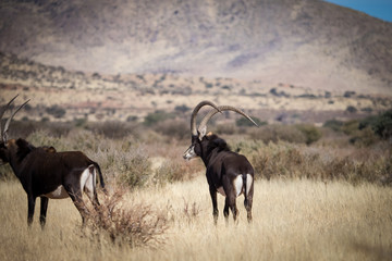 A lone trophy Sable bull walking in the grassland in the kalahari region in the northern cape province of south africa