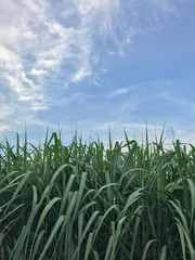 Sugarcane field Thailand.