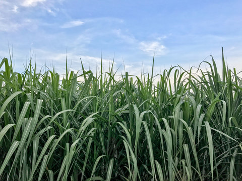 Sugarcane field Thailand.