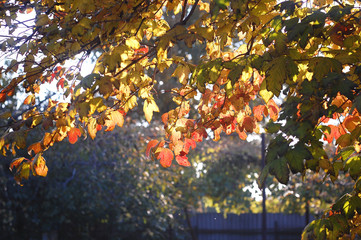 Lush autumn foliage of snowball tree backlit by sunset sunlight. Concept of medicinal plants. Beautiful autumn background.