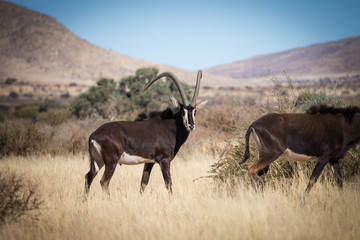 A lone trophy Sable bull walking in the grassland in the kalahari region in the northern cape province of south africa