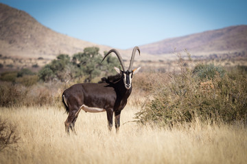 A lone trophy Sable bull walking in the grassland in the kalahari region in the northern cape province of south africa
