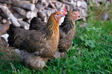 Two large Brahma hens, roaming on grass