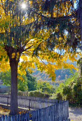 Fototapeta na wymiar Autumn single tree