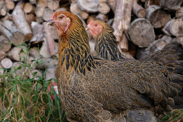Two large Brahma hens, photographed roaming free on farm