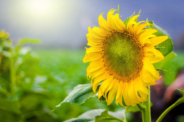 The Sunflowers field landscape  background