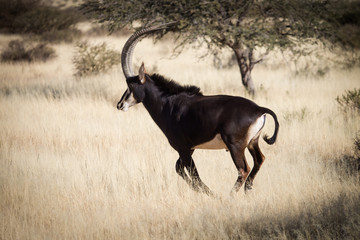 A lone trophy Sable bull walking in the grassland in the kalahari region in the northern cape...