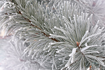 Naklejka na ściany i meble Branch of spruce with frost closeup.