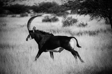 A lone trophy Sable bull walking in the grassland in the kalahari region in the northern cape...