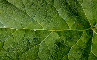leaf close up texture