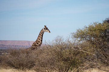 Close up view of a giraffe on the South African plains/savannah