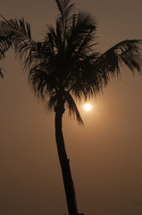 Red Palm Silhouette